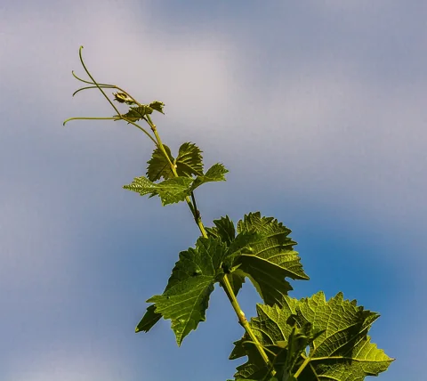 Vitis vinifera shoot tip with lobed green leaves and a slender tendril.