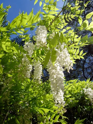 A white-flowered form of Wisteria sinensis.