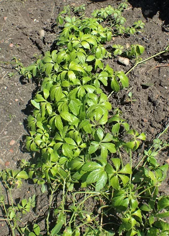 The growth habit of Gynostemma pentaphyllum.