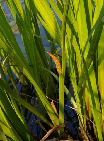 Acorus calamus in flower.
