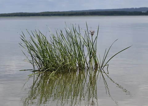 The growth habit of Butomus umbellatus.
