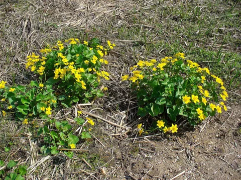 Caltha palustris in flower.