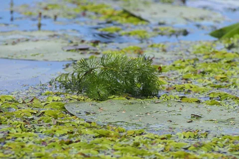 Ceratophyllum demersum among floating vegetation at the water surface.