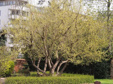 Cornus mas shrub with many small yellow flowers in a botanical garden.