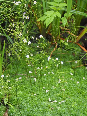 The growth habit of Hottonia palustris.