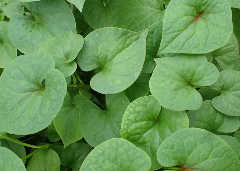 Leaves of Houttuynia cordata.