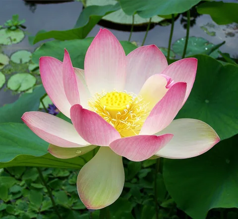 A close view of a Nelumbo nucifera flower.