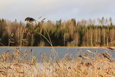 Phragmites australis stems, leaves and seed heads beside a lake.