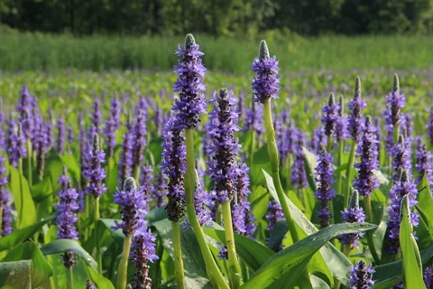 Pontederia cordata in flower.