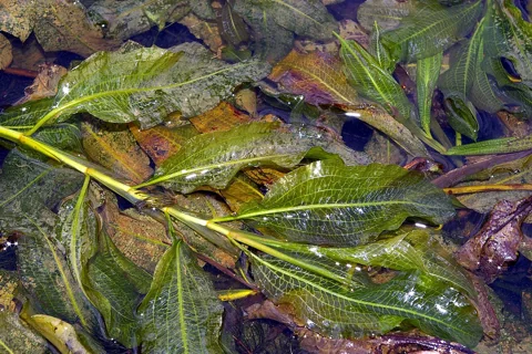 Leaves of Potamogeton lucens.
