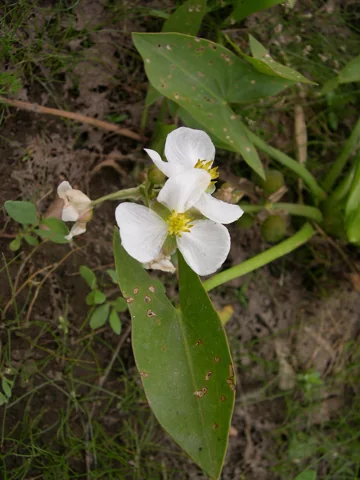 Sagittaria cuneata in flower.