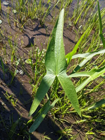 Leaves of Sagittaria latifolia.