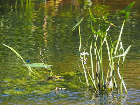The growth habit of Sagittaria sagittifolia.
