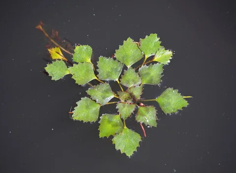 Leaves of Trapa natans.
