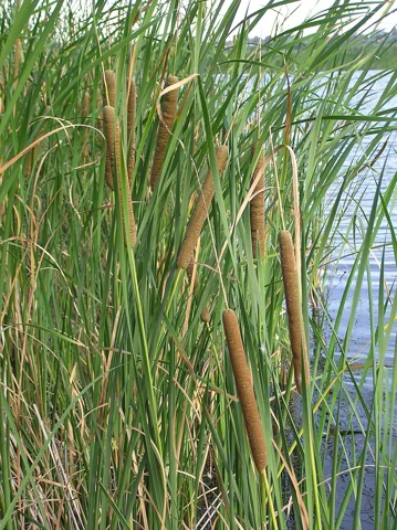 The growth habit of Typha angustifolia.
