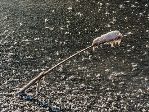 A Typha latifolia seed head covered with frost and snow.
