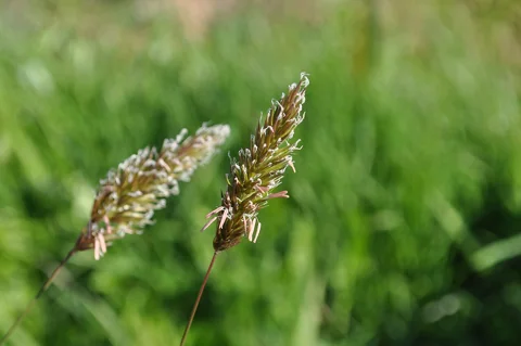 Flowers of Anthoxanthum odoratum.