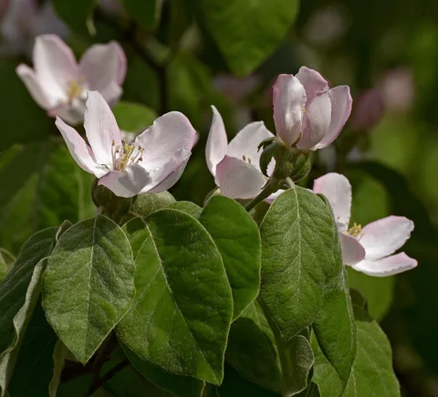 Flowers of Cydonia oblonga.