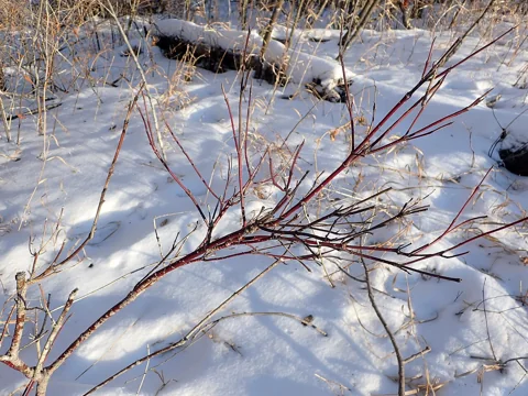 The leafless branches of Cornus sericea.