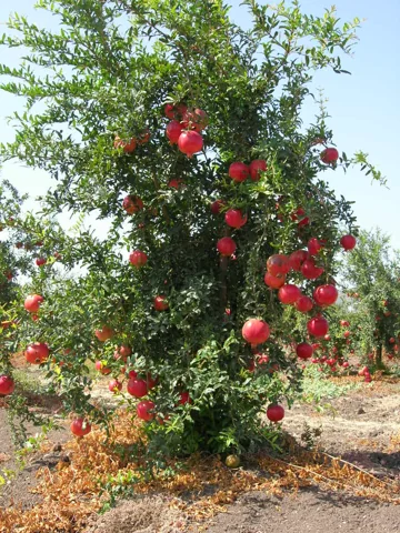 A Punica granatum tree bearing whole pomegranates in an orchard.