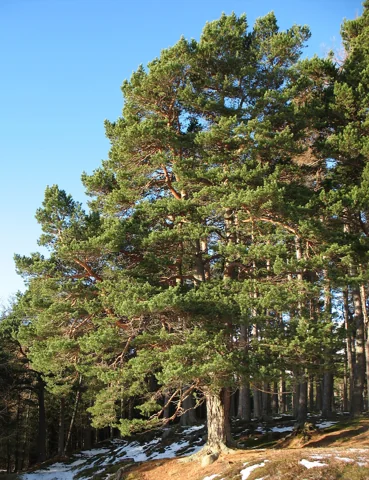 A Pinus sylvestris tree.