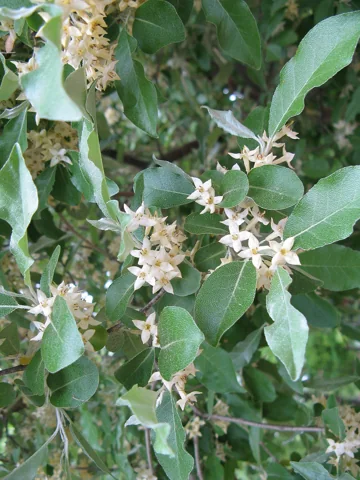 Elaeagnus umbellata in flower.