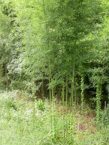 The growth habit of Phyllostachys aurea.