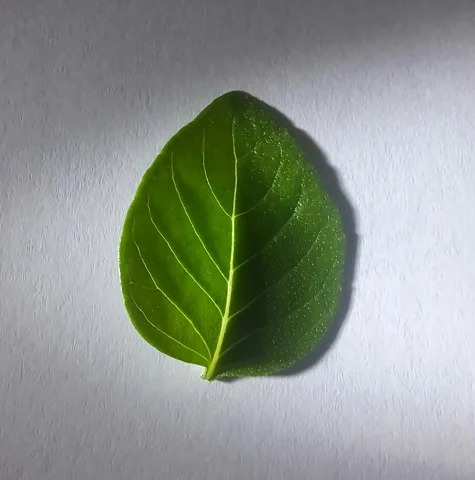 Leaves of Ocimum basilicum.