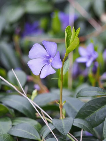 Vinca minor in flower.