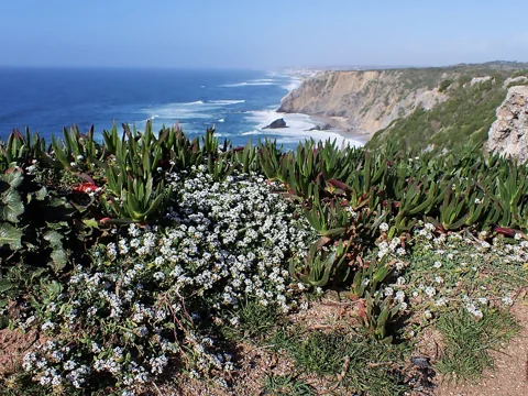 Lobularia maritima flowering among coastal vegetation.