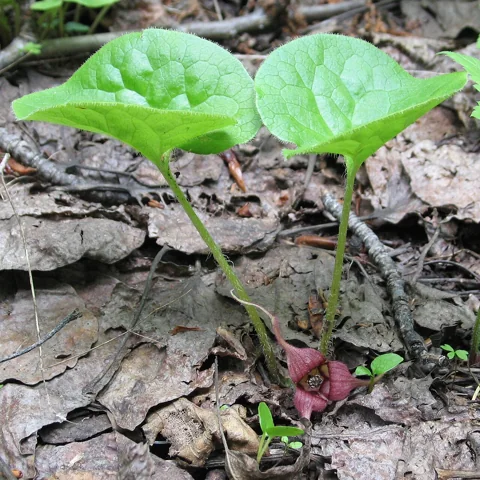 Asarum caudatum in flower.