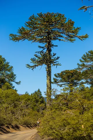 A Araucaria araucana tree.