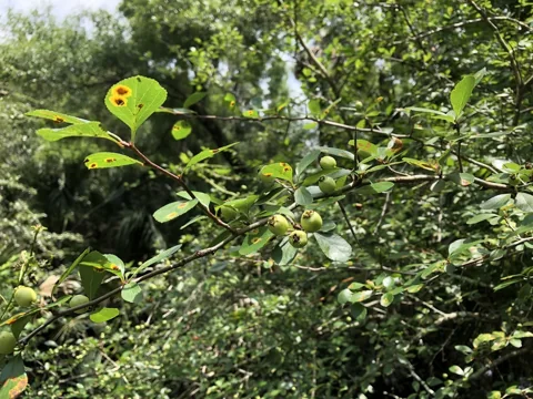 Leafy Crataegus aestivalis branches bearing green fruit.