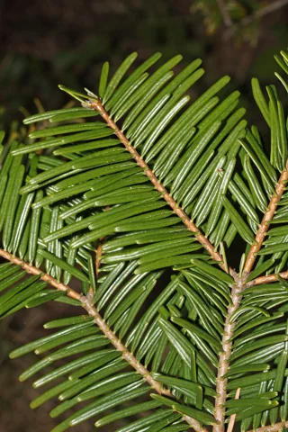 Leaves of Abies grandis.