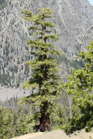 A Pseudotsuga menziesii tree.