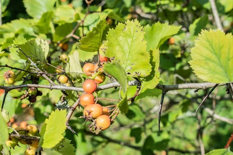 A leafy branch of Crataegus arnoldiana bearing whole fruit.