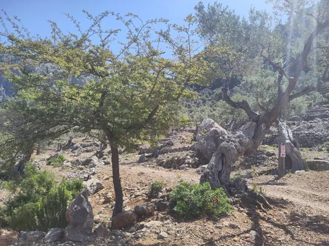 A Crataegus azarolus tree.
