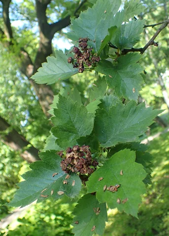 Leaves of Crataegus chlorosarca.