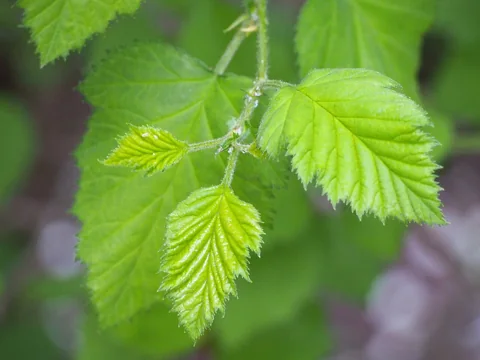 Young shoots and leaves of Crataegus mollis.