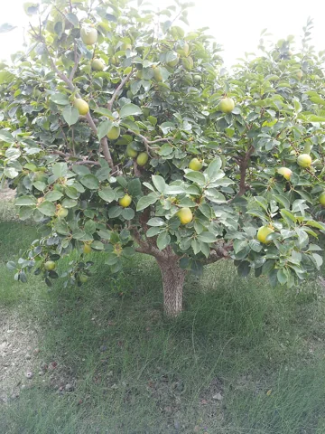 A fruiting Diospyros kaki plant.