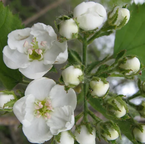 Flowers of Crataegus pennsylvanica.