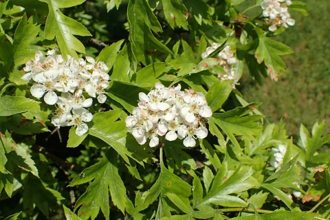 Flowers of Crataegus pinnatifida.