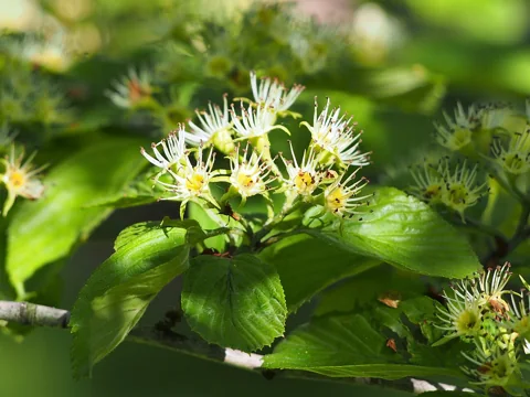 Flowers of Crataegus punctata.