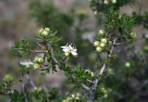 Flowers of Crataegus tanacetifolia.