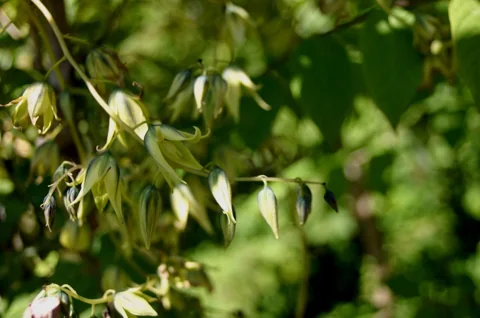 Flowers of Decaisnea fargesii.