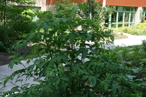 The growth habit of Sambucus canadensis.