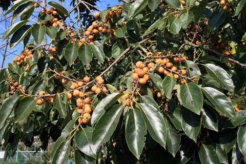 A fruiting Diospyros lotus plant.
