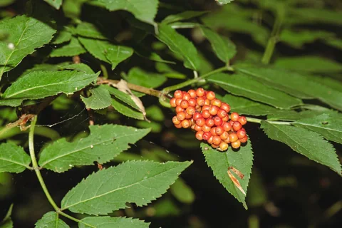 A fruiting Sambucus racemosa plant.