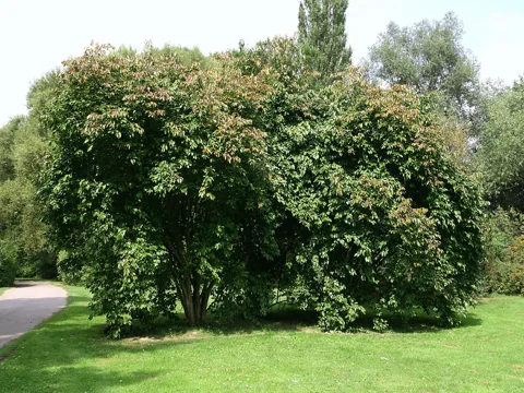 Viburnum lentago showing its spreading, multi-stemmed growth.