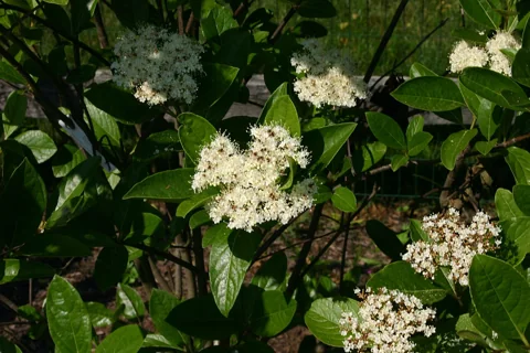 Flowers of Viburnum nudum.
